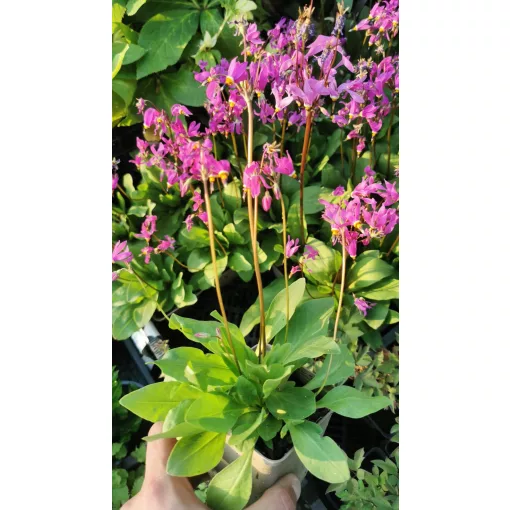 Dodecatheon jeffreyi - Bálványvirág