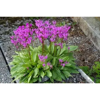 Bálványvirág (Dodecatheon)