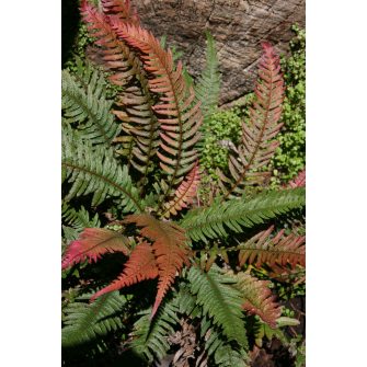 Reszelő páfrány (Doodia)