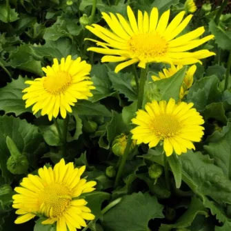 Zergervirág (Doronicum)