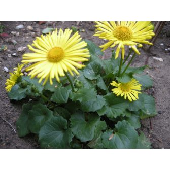 Zergervirág (Doronicum)