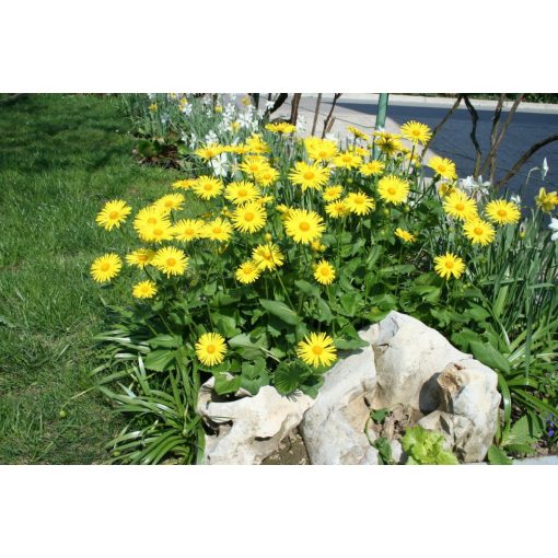 Doronicum orientale Magnificum - Zergevirág