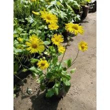 Doronicum orientale - Zergevirág