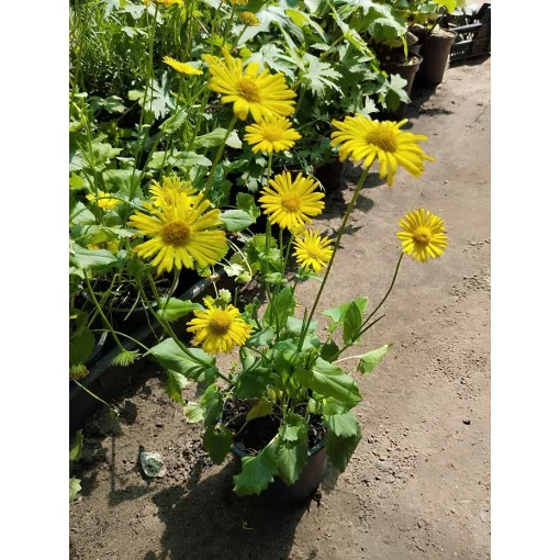 Doronicum orientale - Zergevirág