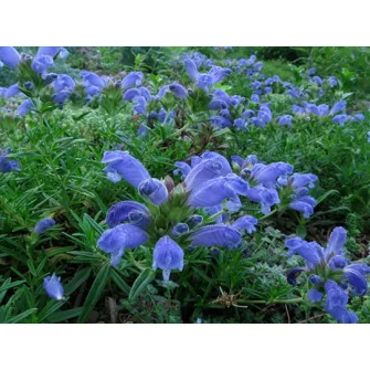Sárkányfű (Dracocephalum)