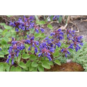 Dracocephalum rupestre - Sárkányfű