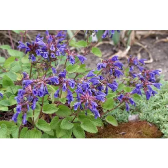 Sárkányfű (Dracocephalum)