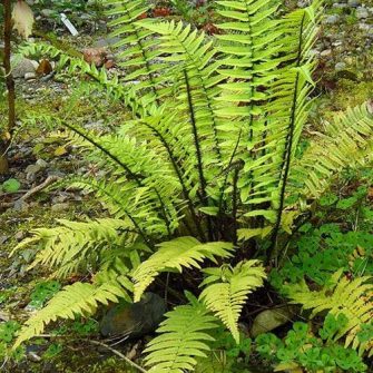 Pajzsika (Dryopteris)