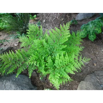 Pajzsika (Dryopteris)