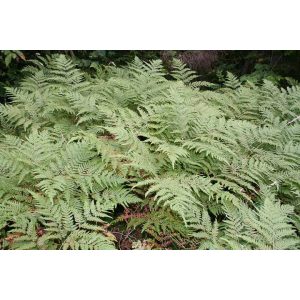 Dryopteris cristata - Tarajos pajzsika