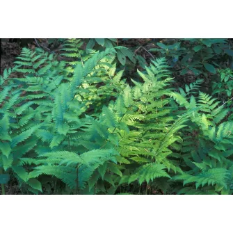 Pajzsika (Dryopteris)