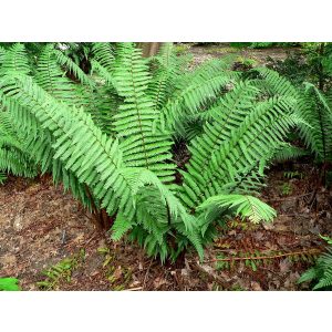 Dryopteris wallichiana - Alpesi fapáfrány