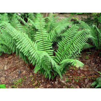 Pajzsika (Dryopteris)
