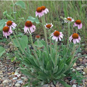 Echinacea angustifolia - Kasvirág