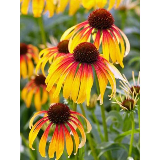 Echinacea Fiery Meadow Mama - Kasvirág