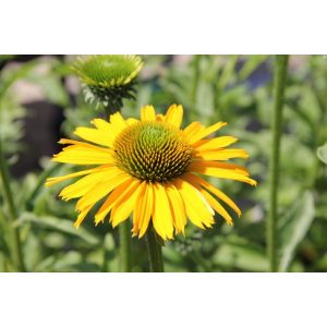 Echinacea Kismet Yellow - Kasvirág