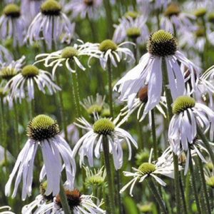 Echinacea pallida Hula Dancer - Kasvirág