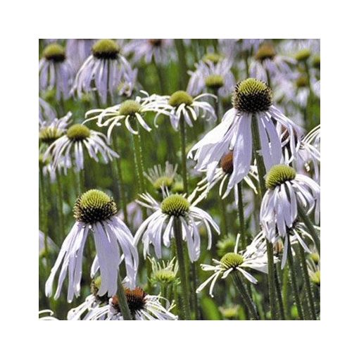 Echinacea pallida Hula Dancer - Kasvirág