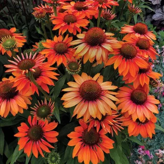 Kasvirág (Echinacea)