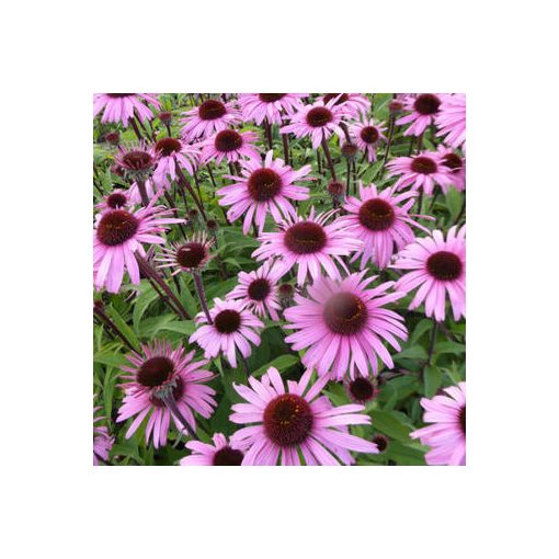 Echinacea purpurea Augustkönigin - Kasvirág