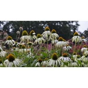 Echinacea purpurea Baby Swan White - Kasvirág