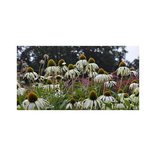 Echinacea purpurea Baby Swan White - Kasvirág