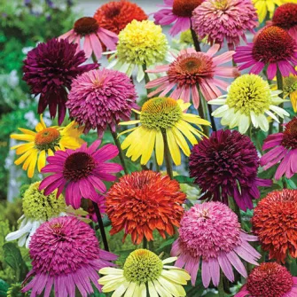 Kasvirág (Echinacea)