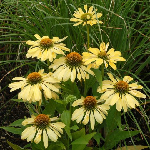 Echinacea purpurea Chiquita - Kasvirág