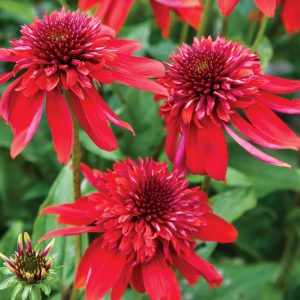 Echinacea purpurea Eccentric - Kasvirág