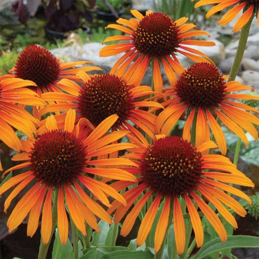 Echinacea purpurea Flame Thrower - Kasvirág