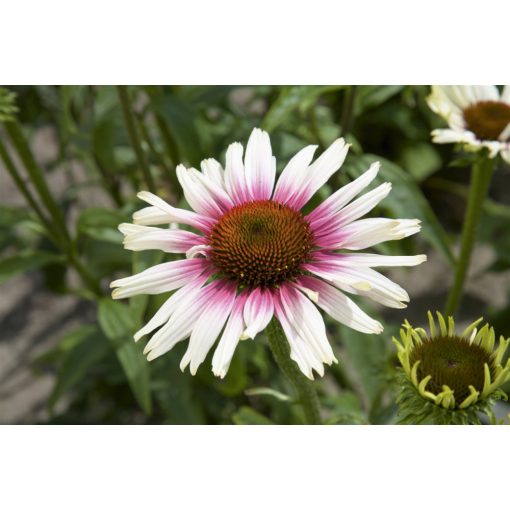 Echinacea purpurea Funky White - Kasvirág