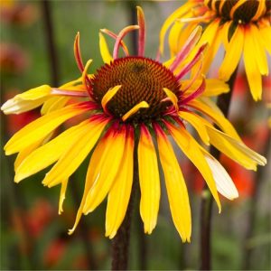 Echinacea purpurea Funky Yellow - Kasvirág