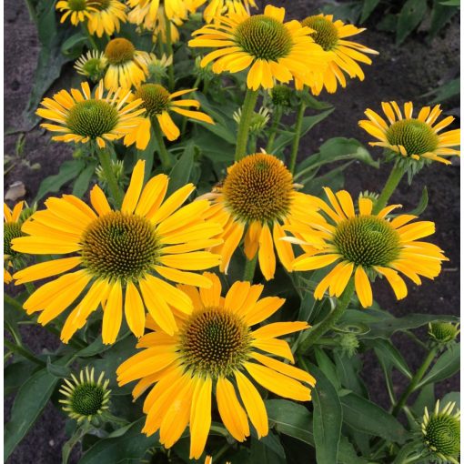 Echinacea purpurea Golden Skipper - Kasvirág