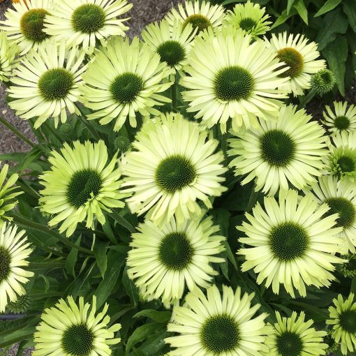 Echinacea purpurea Green Jewel - Kasvirág