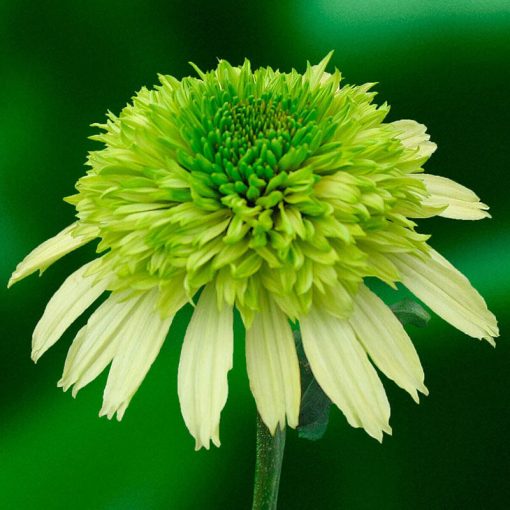 Echinacea purpurea Honeydew - Kasvirág