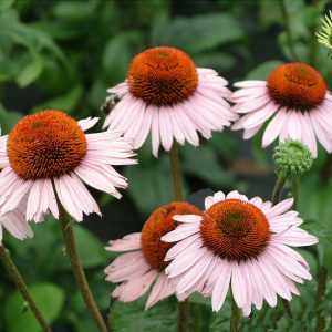 Echinacea purpurea Hope - Kasvirág