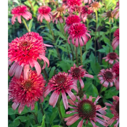 Echinacea purpurea Irresistible - Kasvirág