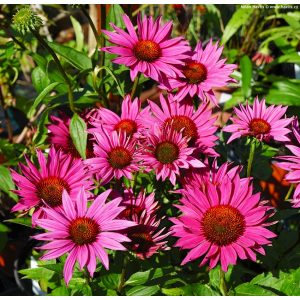 Echinacea purpurea JS Robin Hood - Kasvirág