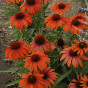 Echinacea purpurea Julia - Kasvirág