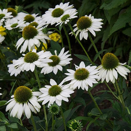 Echinacea purpurea Kismet White - Kasvirág