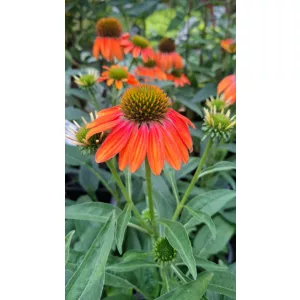 Echinacea purpurea Lakota Orange - Kasvirág