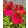 Echinacea purpurea Lakota Red - Kasvirág