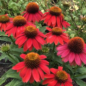 Echinacea purpurea Lakota Red - Kasvirág