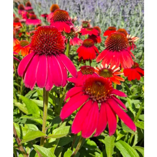 Echinacea purpurea Lakota Red - Kasvirág