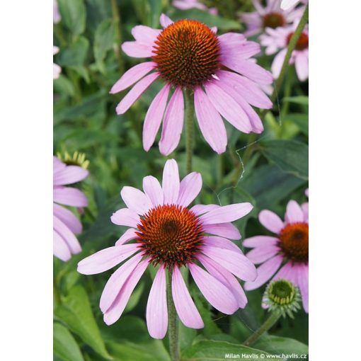 Echinacea purpurea Leuchstern - Kasvirág