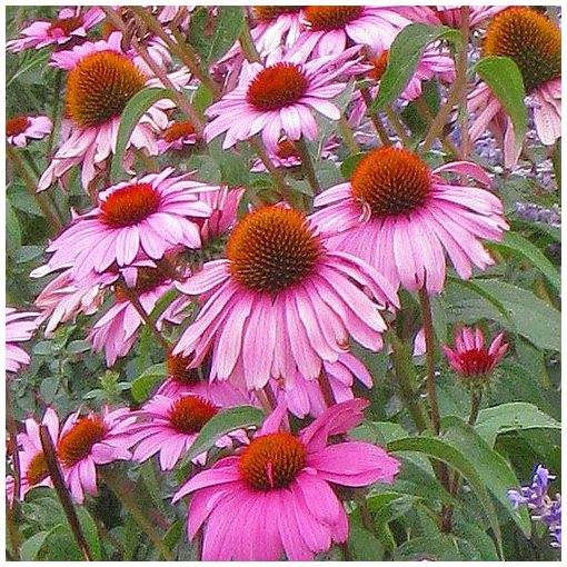 Echinacea purpurea Magnus Superior - Kasvirág