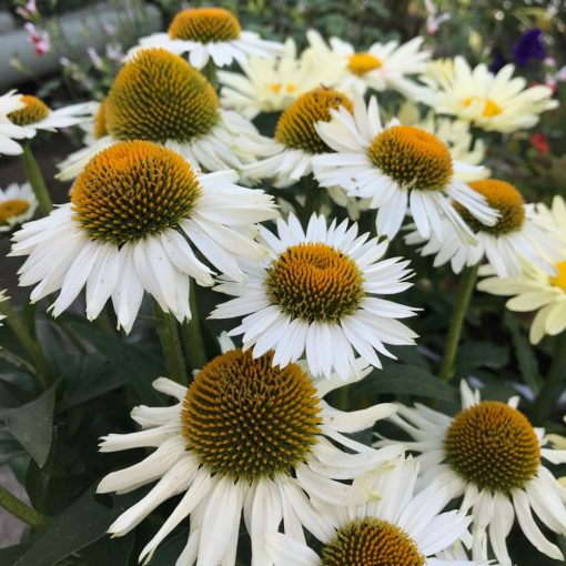 Echinacea purpurea Meditation White - Kasvirág