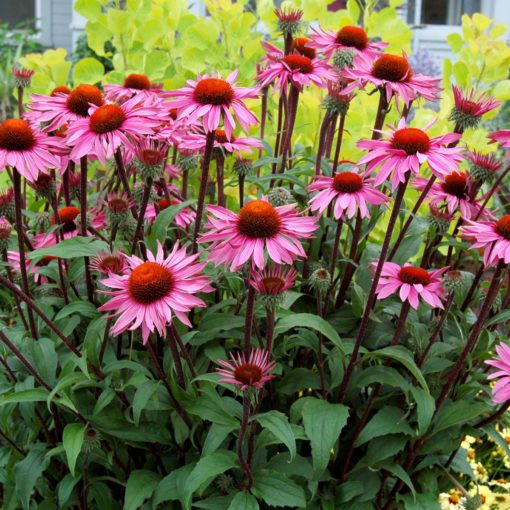 Echinacea purpurea Merlot - Kasvirág