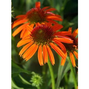 Echinacea purpurea Orange Skipper - Kasvirág