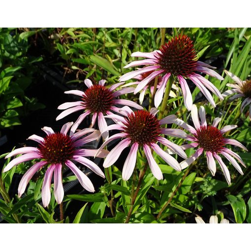 Echinacea purpurea Pink Tip - Kasvirág